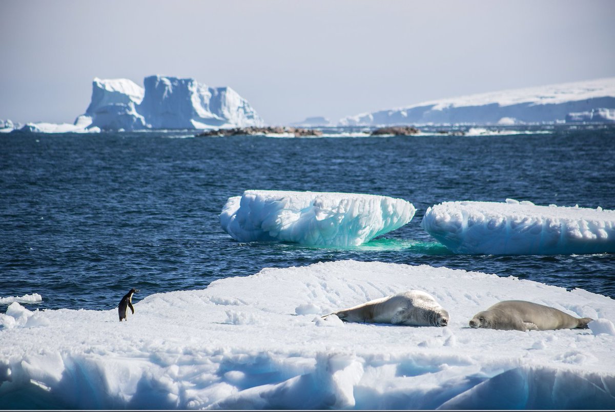Sector bahía Margarita, península Antártica, verano 2018. #FelizMartes #Chile <a href="/mleppe/">𝑫𝒓. 𝑴𝒂𝒓𝒄𝒆𝒍𝒐 𝑳𝒆𝒑𝒑𝒆</a> <a href="/evegaartigues/">Edgardo Vega A</a> <a href="/Minrel_Chile/">Cancillería Chile 🇨🇱</a> <a href="/MarcaChile/">Imagen de Chile</a> 🇨🇱❄️🇦🇶