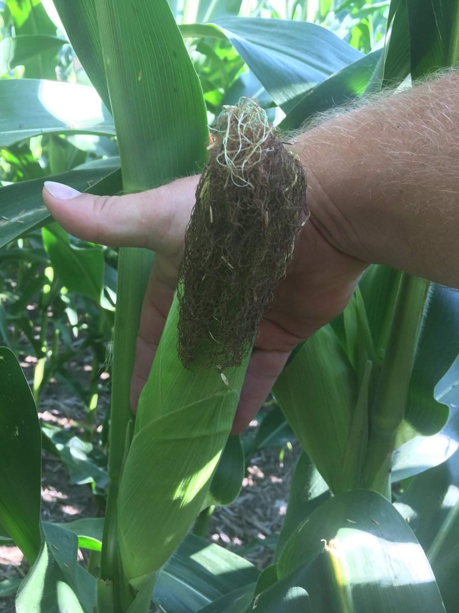 Lee_Briese's tweet photo. #PetCorn18 is at late R2 (blister) stage soon to be R3 (milk) stage. Neighbor cob looks good. #scouting18 https://t.co/948WhQsRfz