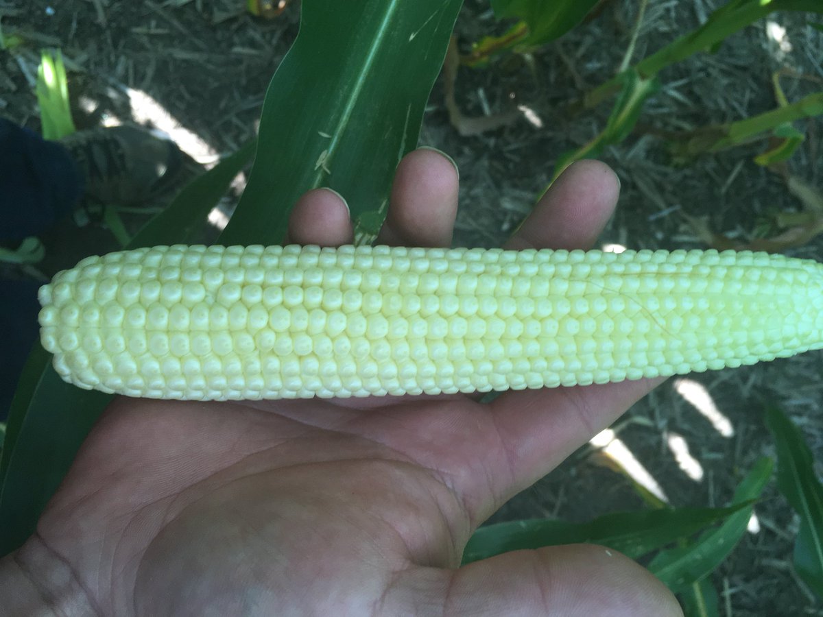 Lee_Briese's tweet photo. #PetCorn18 is at late R2 (blister) stage soon to be R3 (milk) stage. Neighbor cob looks good. #scouting18 https://t.co/948WhQsRfz