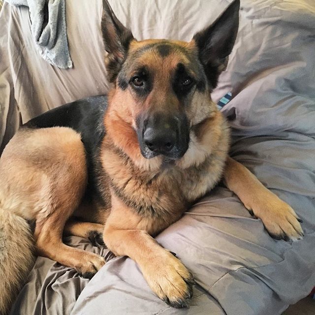 amandadiaryblog's tweet photo. Be the person your dog thinks you are 💙😘 •
•
•
•
#helpingfamilies #financialplanner #finance #womeninfinance #agentintraining #womeninbusiness #entrepreneur #girlboss #mywhy #mompreneur #momsofboys #boymom #gsd #gsdofig #gsdofinstagram #germanshe… https://t.co/8NPuYmAJq9 https://t.co/cMsMWsUThm