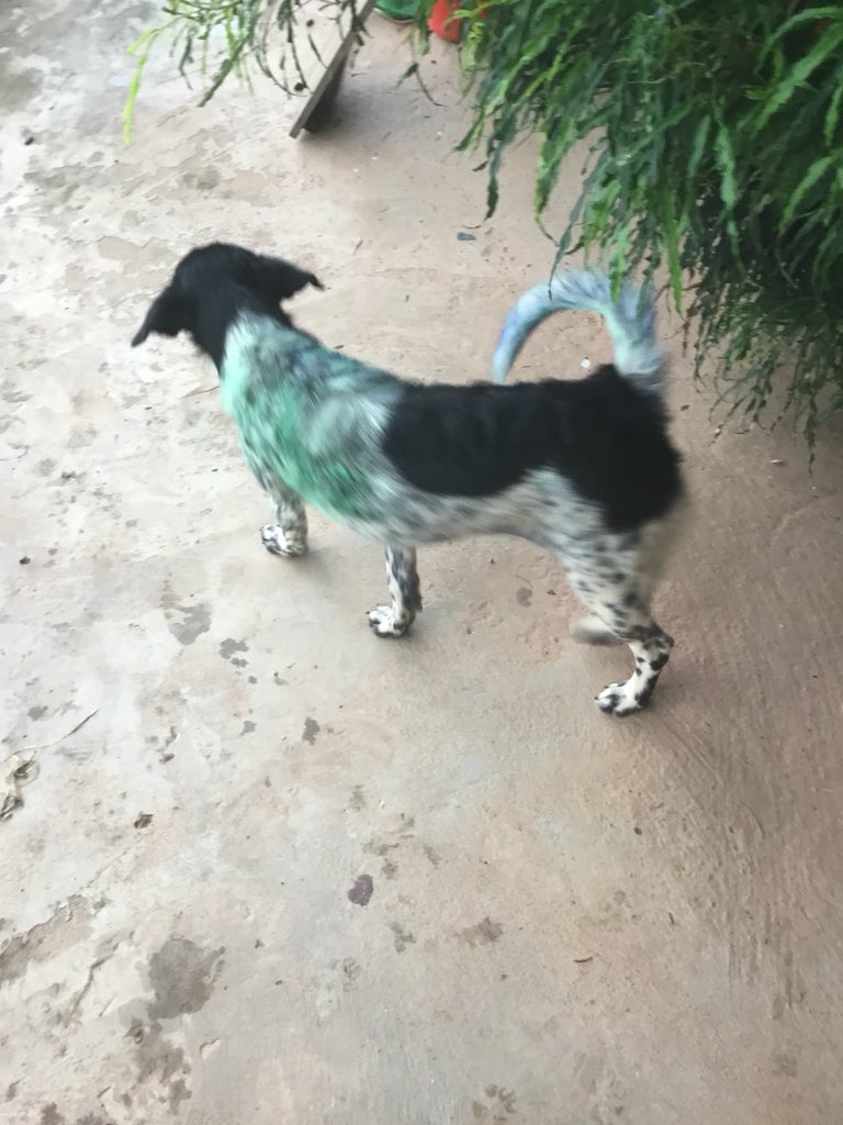 SalaMonkeyKep's tweet photo. When you paint #earthday signs and the school dog. Sala Monkey is going green. #Cambodia https://t.co/bgtsf5ArO0