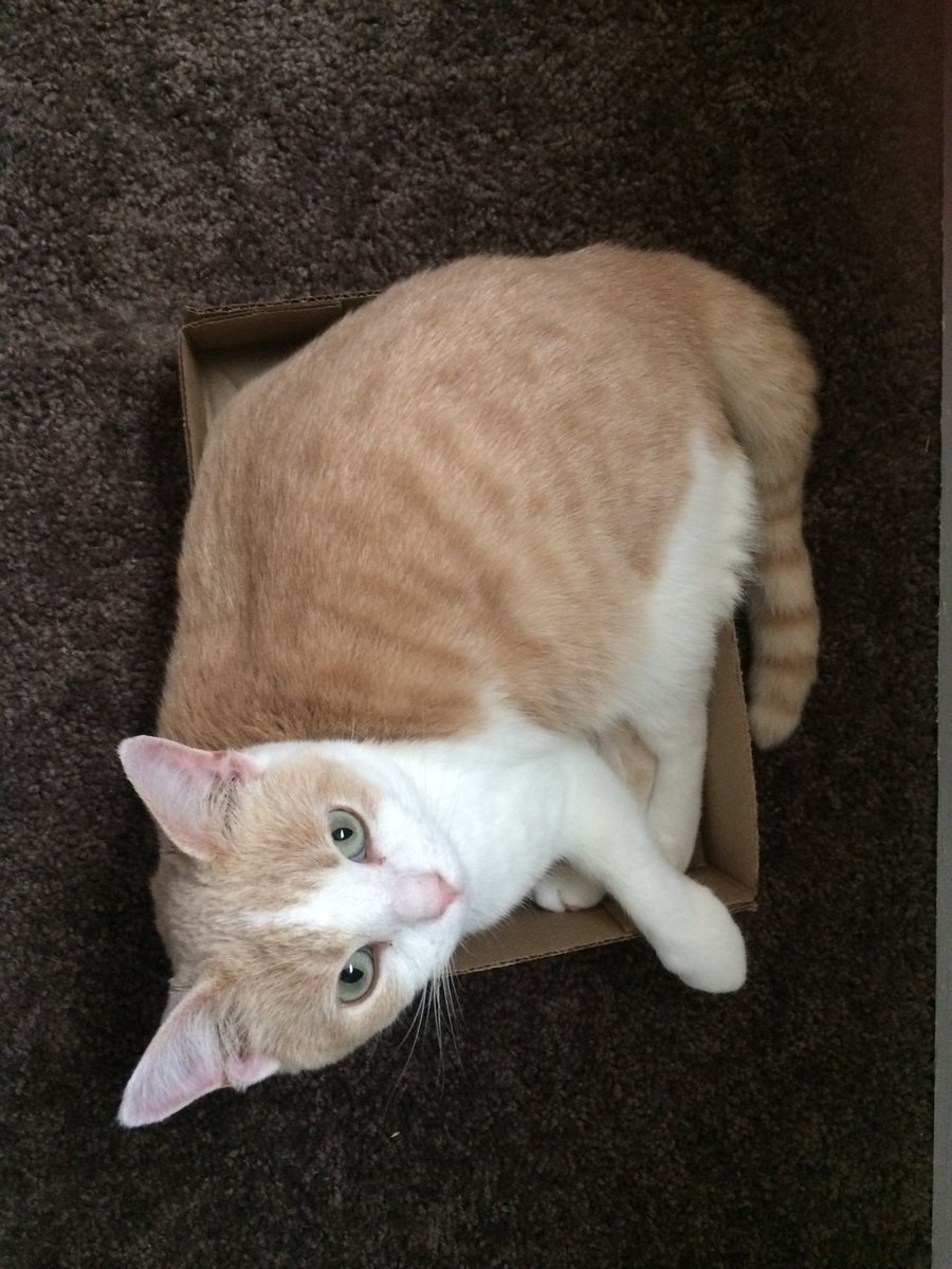 For the first time in mankind’s blip of existence, a human, ⁦<a href="/SlothPod/">Slothman Prophecies Podcast</a>⁩ , has photographed my slumbers in the ancient cardboard tomb-city of Ryleh. 

His evisceration is pending.