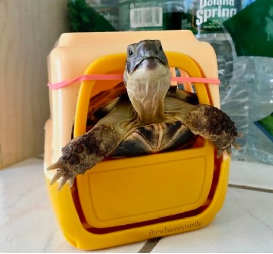 Turtles! (@turtlecentral) on Twitter photo 