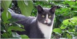 The Rachael Ray Foundation donated $25,000 to <a href="/Halifax_Humane/">HalifaxHumaneSociety</a> for @DBCops1 Animal Control Return to Field Program. Starting August 1, trapped feral cats will go to <a href="/Halifax_Humane/">HalifaxHumaneSociety</a>. They'll be spayed/neutered, vaccinated and taken back to their initial spot.