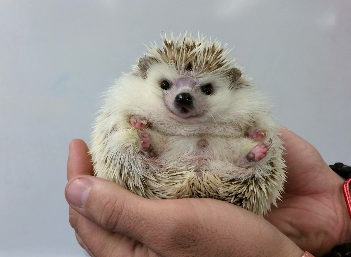 woburnlibrary's tweet photo. Hi there. We’re hoping to meet Diesel the hedgehog today with #animalworldexperience at the Senior Center at 2:30. Join us! @WoburnSenior #woburnlibrary #SummerReading https://t.co/u3cZEdYHK3
