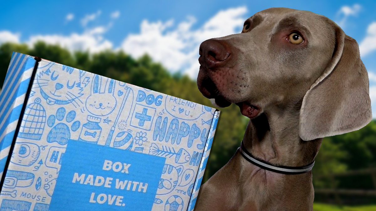 ejayremy's tweet photo. Notre chien a reçu plein de cadeaux d'été ! 🐕
➡️ https://t.co/yMMQGdplar (code promo en description vidéo)
Tu as un animal chez toi ?
#woofbox #boxanimaux #braquedeweimart #YouTube #codepromo https://t.co/nUxoyqcCJN