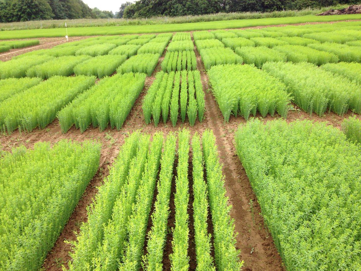 Reynald_Linea's tweet photo. Fin choix sélection lin cru 2018.Satisfaction mais amertume d’attendre janvier (contre saison) pr sélectionner à nouveau! #selectionpassion https://t.co/pOya7dg9Jl