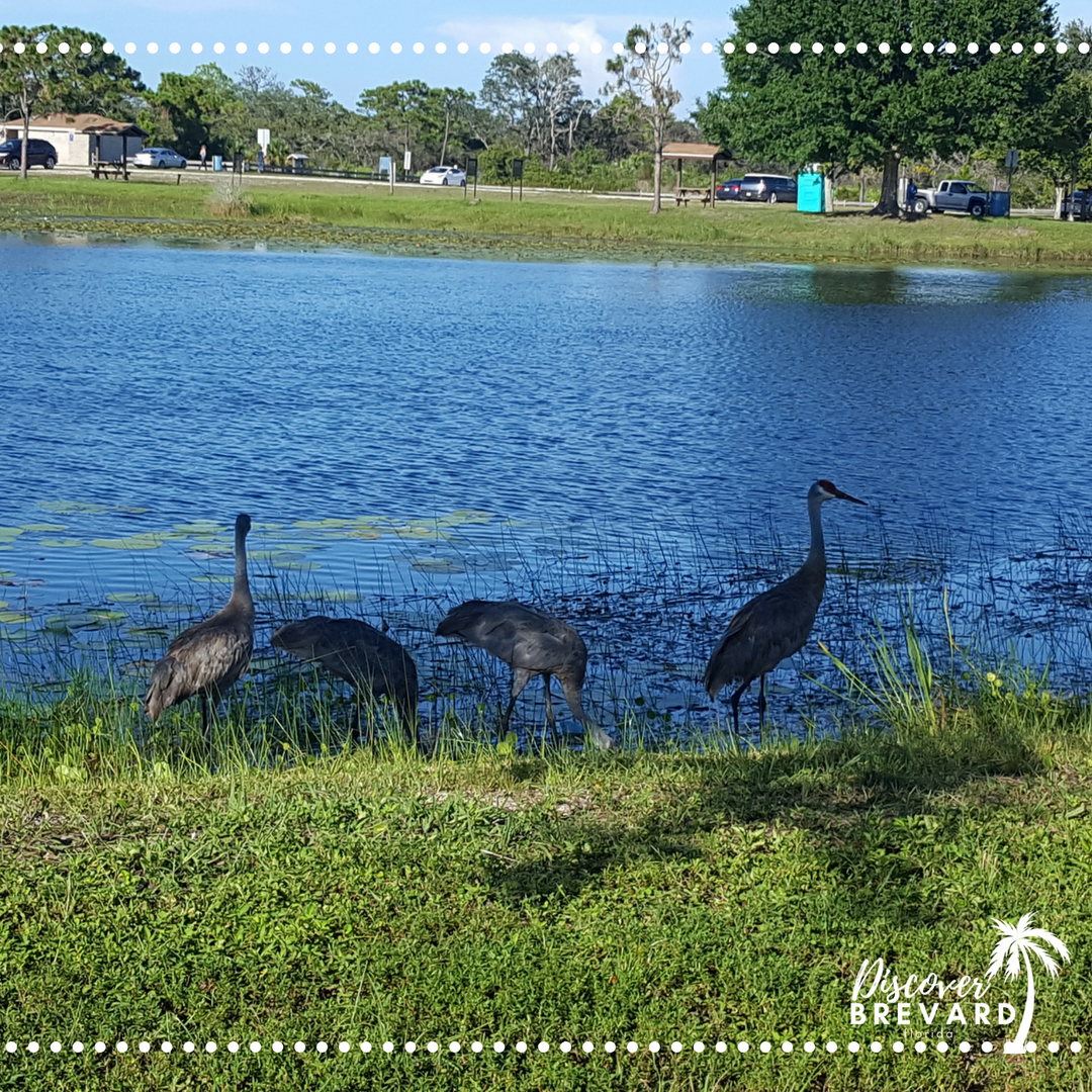YourBrevardFL's tweet photo. Watching the wildlife along the Space Coast is so peaceful! 
#discoverbrevardfl https://t.co/GRMn2y1B1f