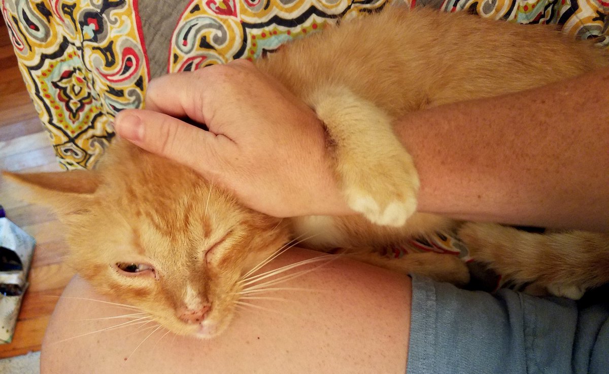 UnderdogKitties's tweet photo. Ohhhh jess mommy, dat do feel soooo dood. #earitchies #fixdat https://t.co/uQoX9Z8IpO