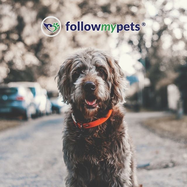 Follow_MyPets's tweet photo. Each year on July 31st and December 2nd, #NationalMuttDay is observed across the United States. National #Mutt Day encourages us to embrace, save and celebrate mixed breed #dogs. Desperately longing for a new home, millions of loving and healthy #mixedbr… https://t.co/j0Ac4EOWNl https://t.co/NbzcxBgbVl
