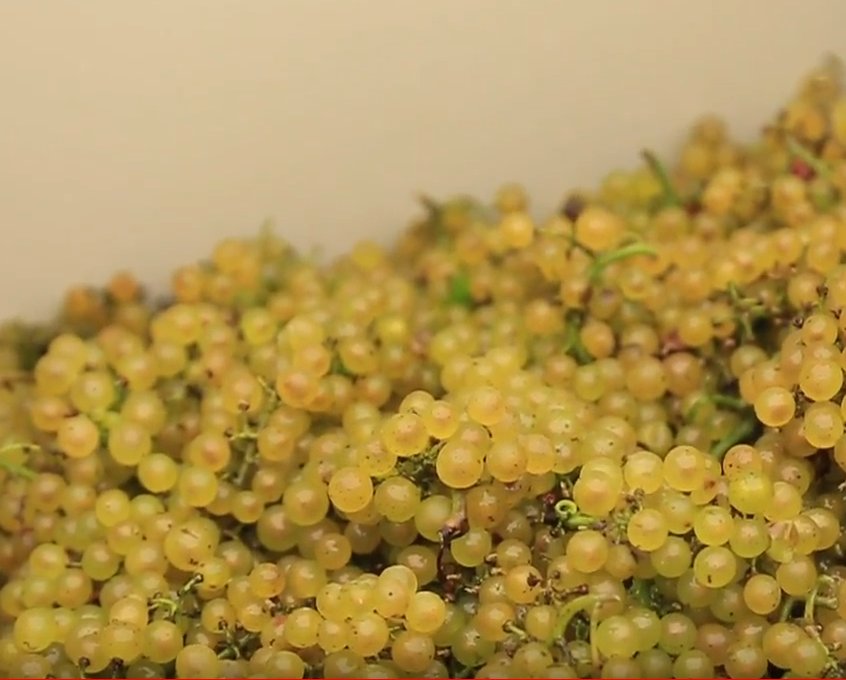 Only the finest grapes are used in our exclusive wines. #Wine #WineTasting #WineLover #Vineyard #Wines #Winestagram #Winery #WineLife #Chardonnay #Rose #Exclusive #LongIsland #DeseoDeMichael #NY #Instawine #NorthFork #WineCountry