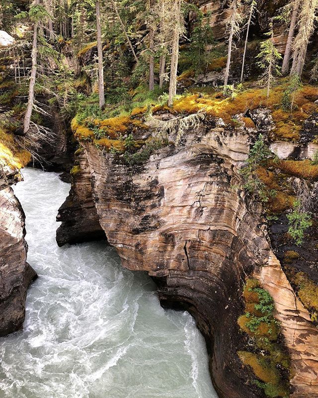 Athabasca Pass
.
.
.
 #Canada #ExploreCanada #Canadasworld #CanadaVacations #TravelAlberta #IgersCanada #roadtrip #iphoneonly #TourCanada iphone8 #iphonetravel #iphoneinsta #iphonephoto #iphonephotography #iphonetravelphotography #travelphotography #trav… ift.tt/2AoocaK