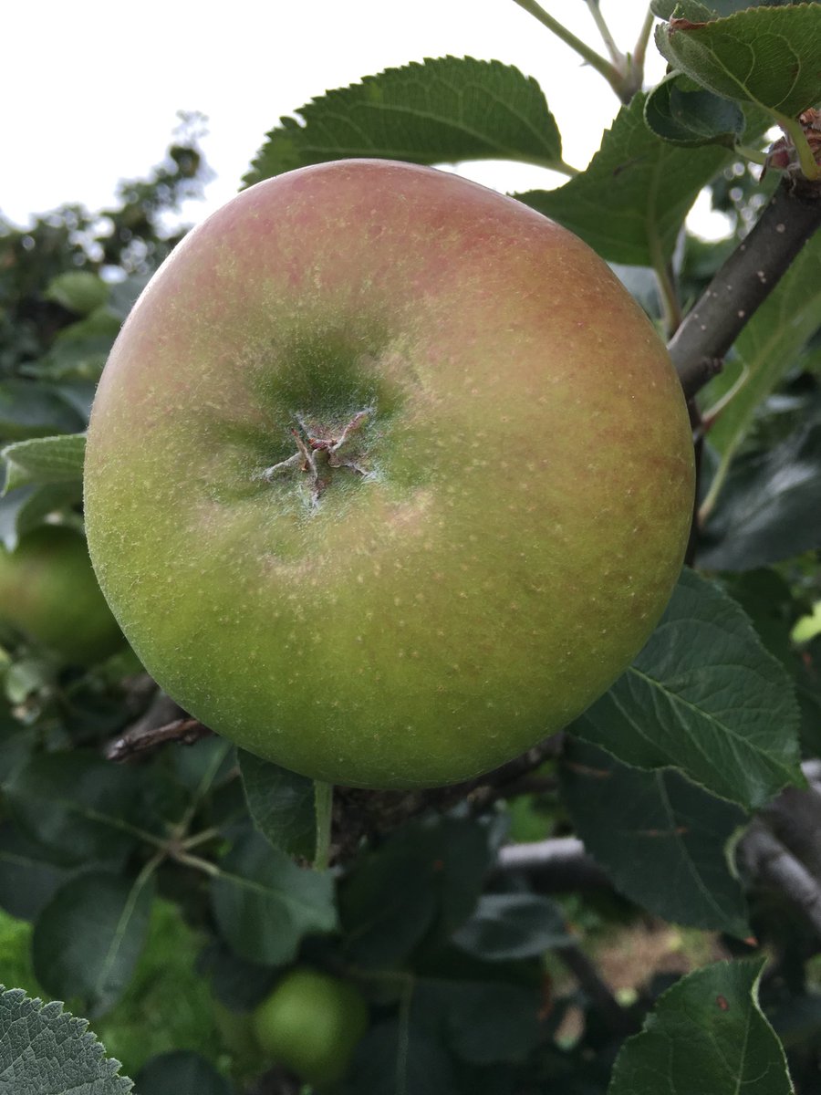 LongMeadowCider's tweet photo. Harvest might be here sooner than we thought, great weather @barrabest @angie_weather #GrowingMad @Food_NI @FoodHeartlandNI the orchards will be looking great for Food & Cider Festival in September #OrchardTours https://t.co/6MDmDrPeUe