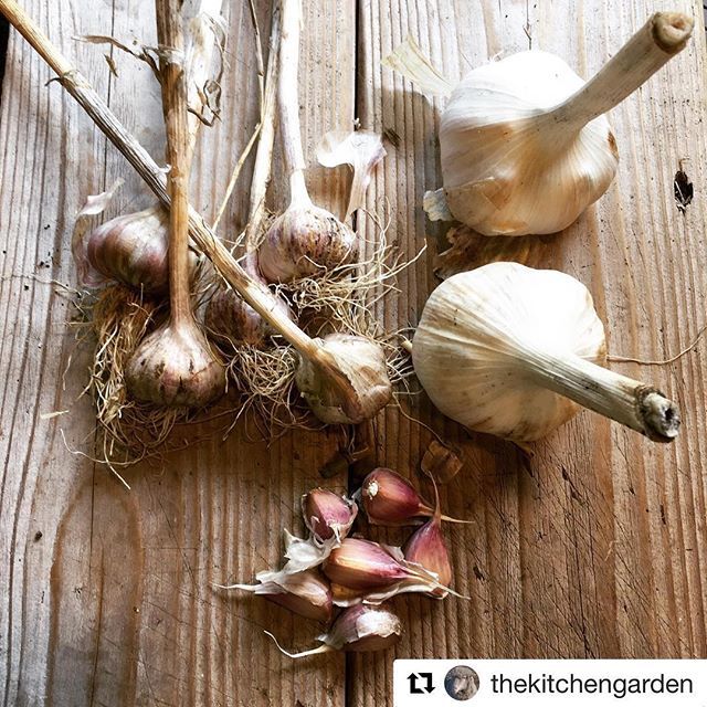 WarwickGrange's tweet photo. “Good things come in small packages," and we couldn’t be happier to share this little garlic delicacy at The Grange! Thank you Dom @thekitchengarden 🙏! #Repost @thekitchengarden with @get_repost
・・・
I like small things...little sheep,small dogs, tiny flowers, shot glasse… https://t.co/yLToe8JQsZ