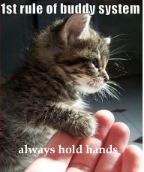 FureverD's tweet photo. 1st rule of buddy system...always hold hands
#fureverfriends #buddysystem #kitty #kittensofinstagram #cats #tunatuesday #bestfriend #southpawtoygers #holdhands https://t.co/MKiSJHhWyP