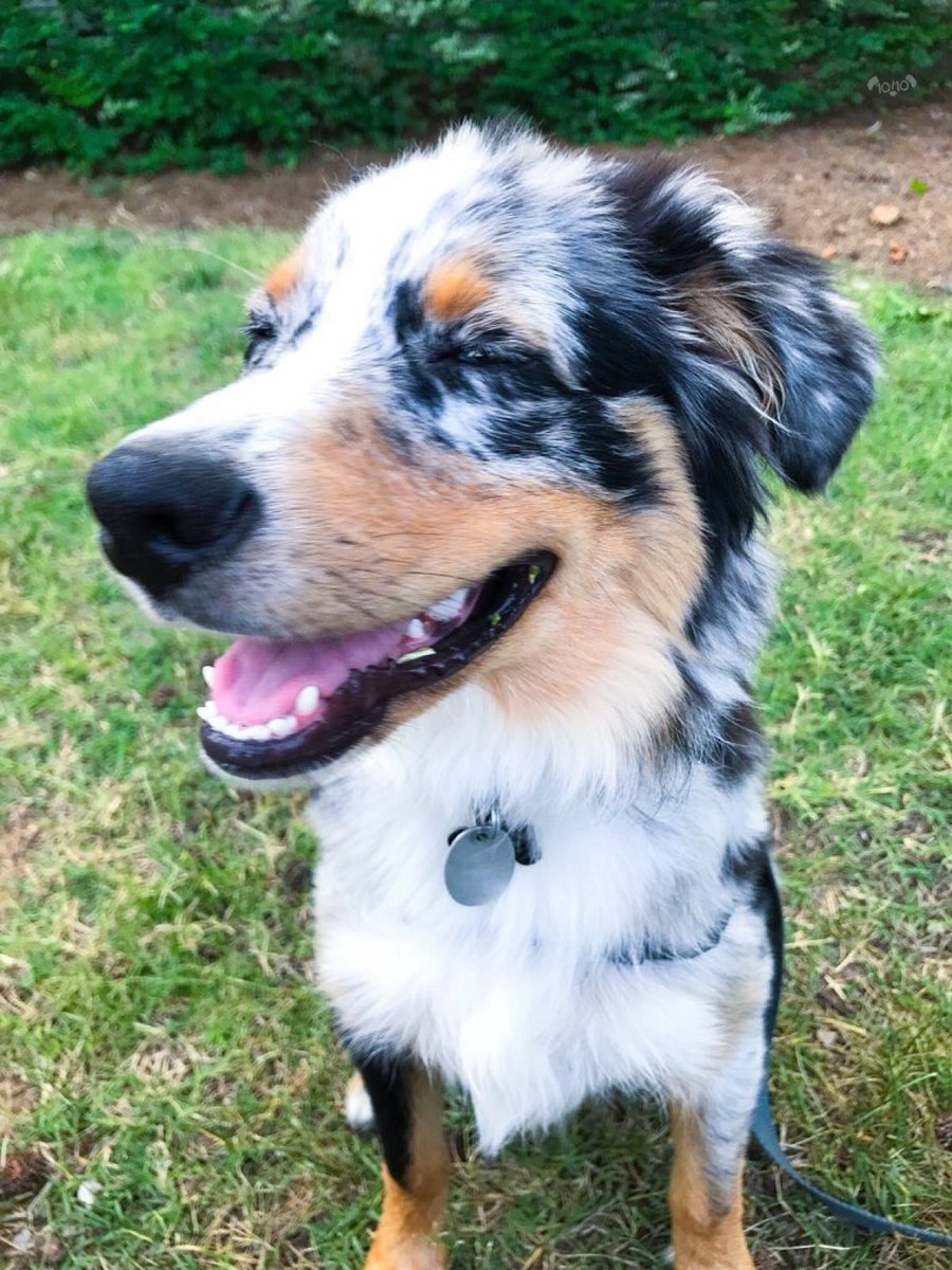 dog_rates's tweet photo. This is Haskell. He overheard you say he’s the handsomest good boy in the whole wide world. 13/10 honored to receive such a title https://t.co/D6xvWppn73