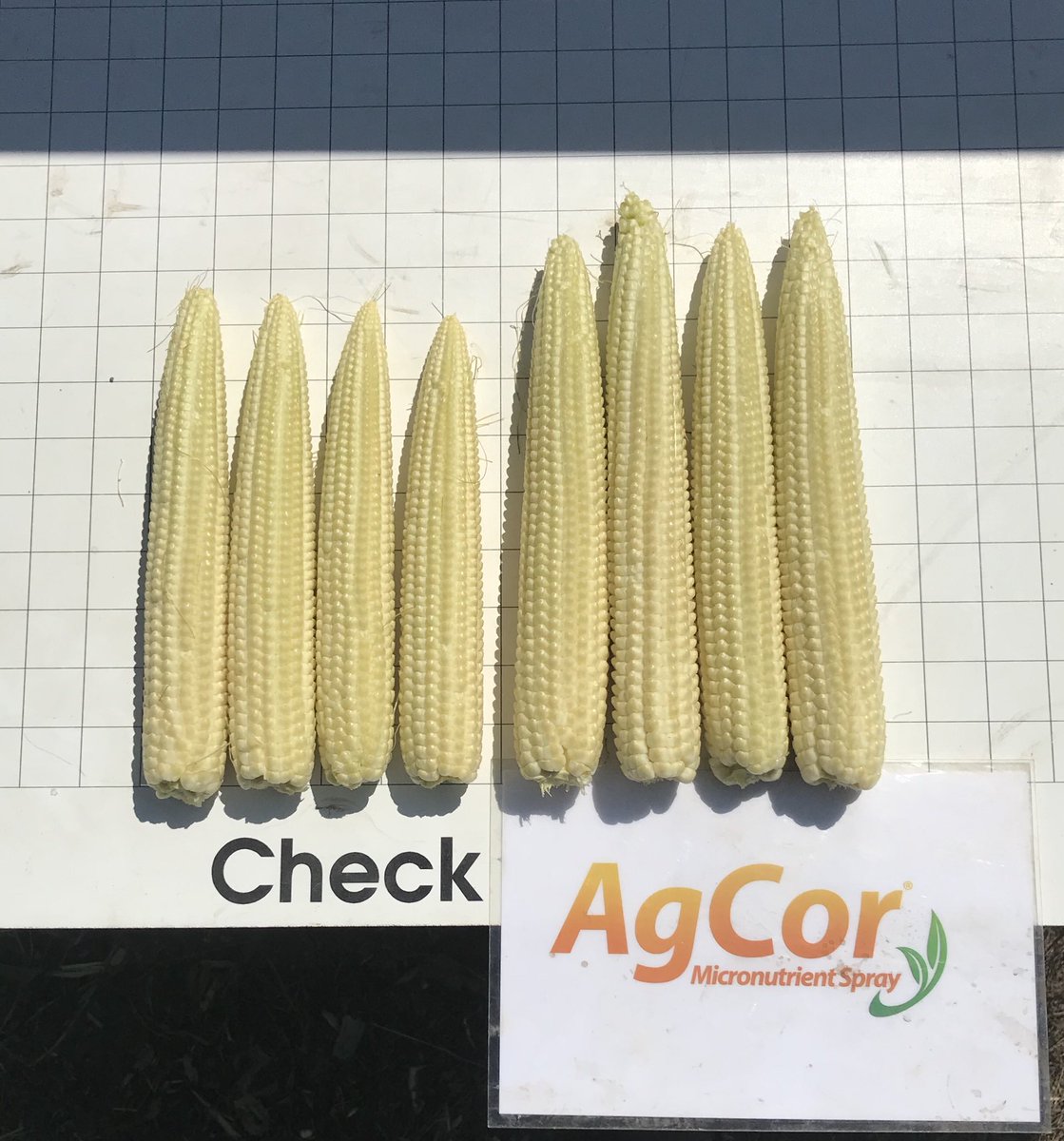 Wieseler20's tweet photo. Melius Farm and Feedlot should see a pretty good yield bump from their AgCor application just north of Miranda! #AgCor #agtwitter https://t.co/jePr8qI69r