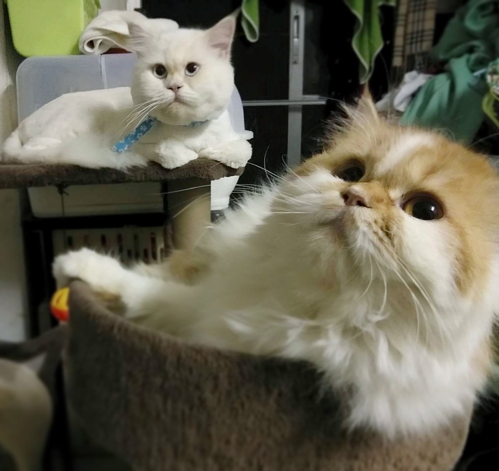 intimate_katak's tweet photo. ดีมากแบ่งกันนอน 😽 #ทาสแมว #แมวอ้วน #แมวเปอร์เซีย #cat #cats #catsagram #catsofinstagram #catso #catsofig #persercat #catpersia #persiancat #ilovecat #ilovecats #kittycat #mycat https://t.co/GWid6iUU3O