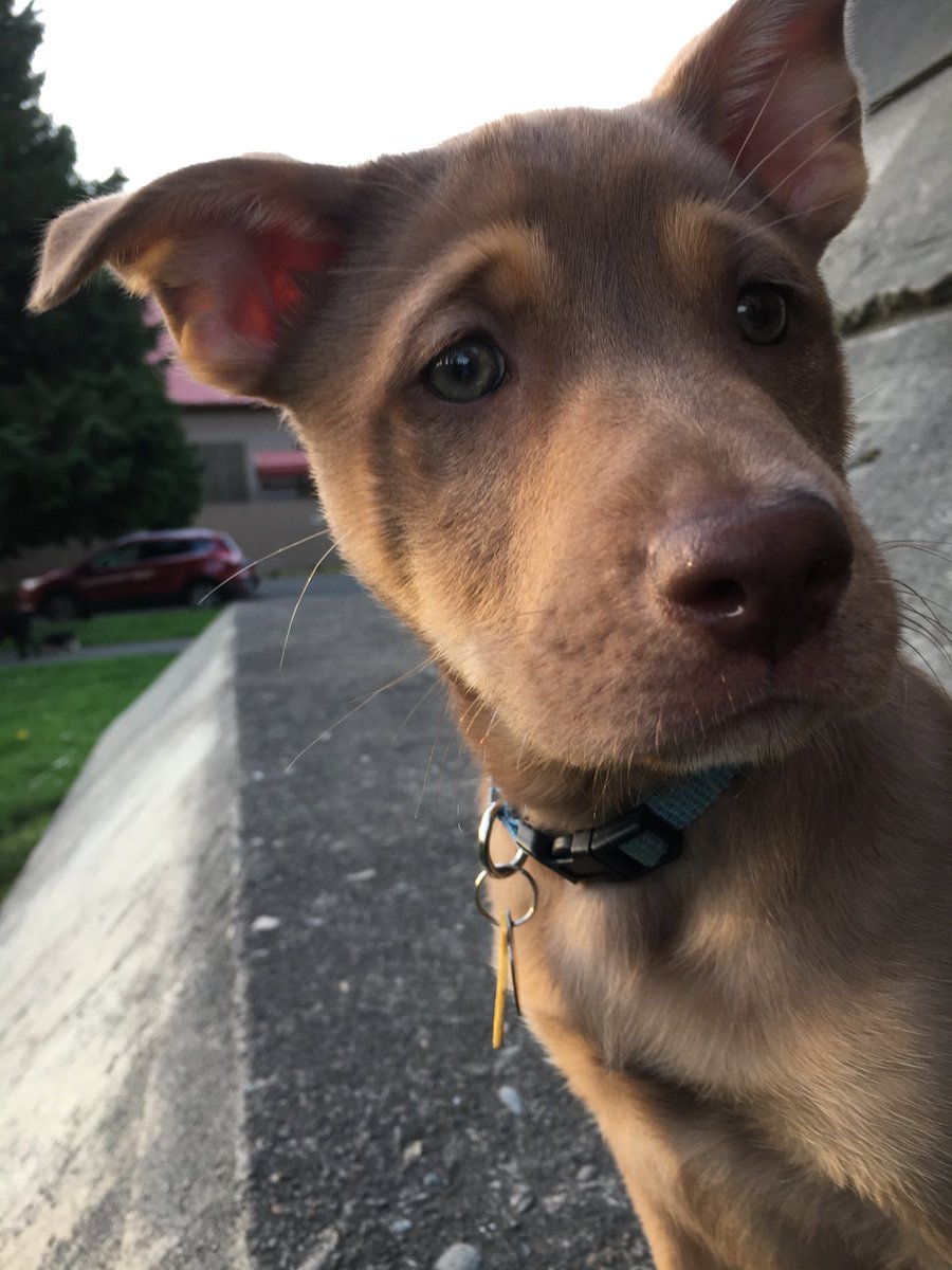 staffy husky