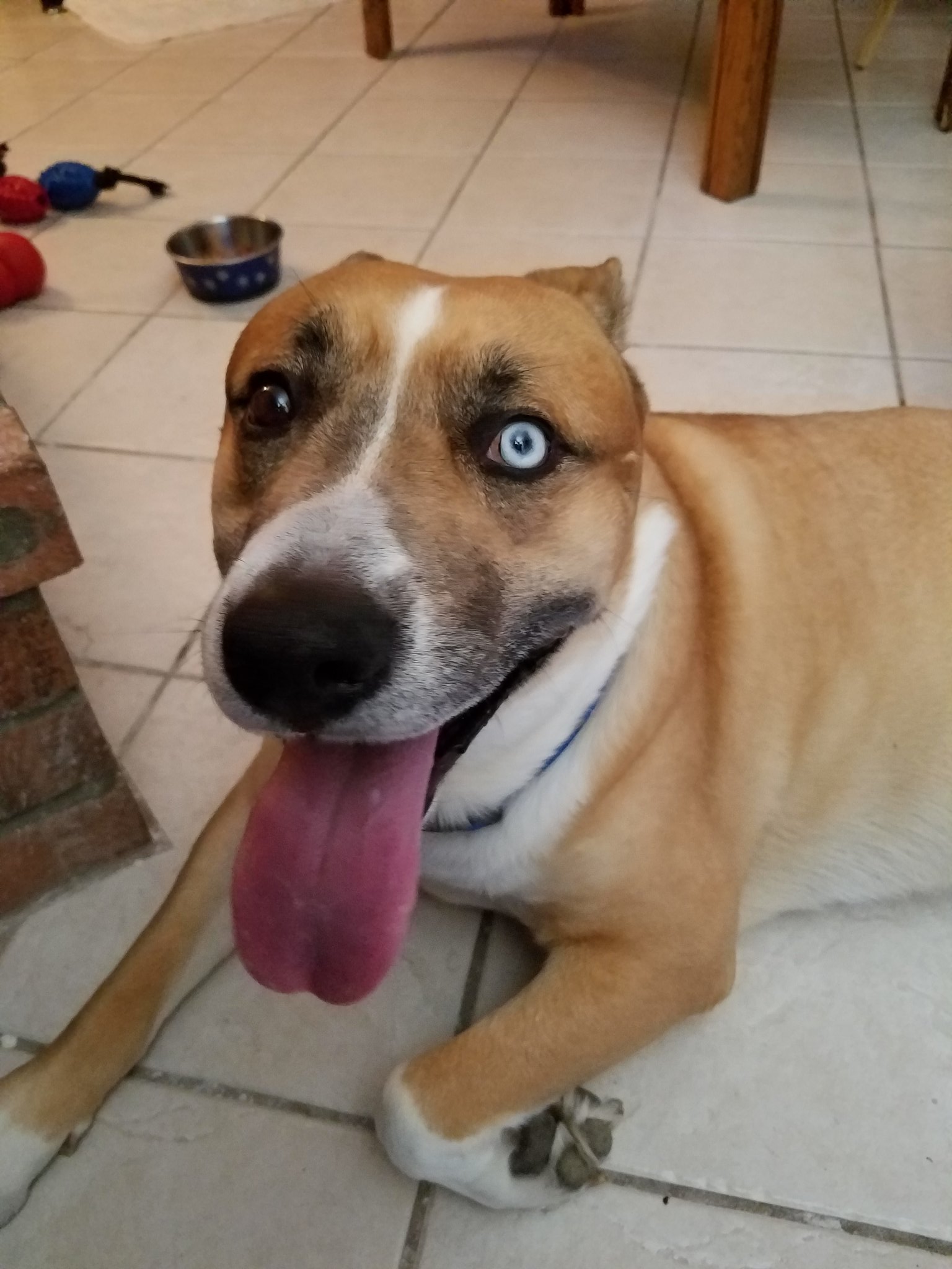 Pitbull half hot sale husky