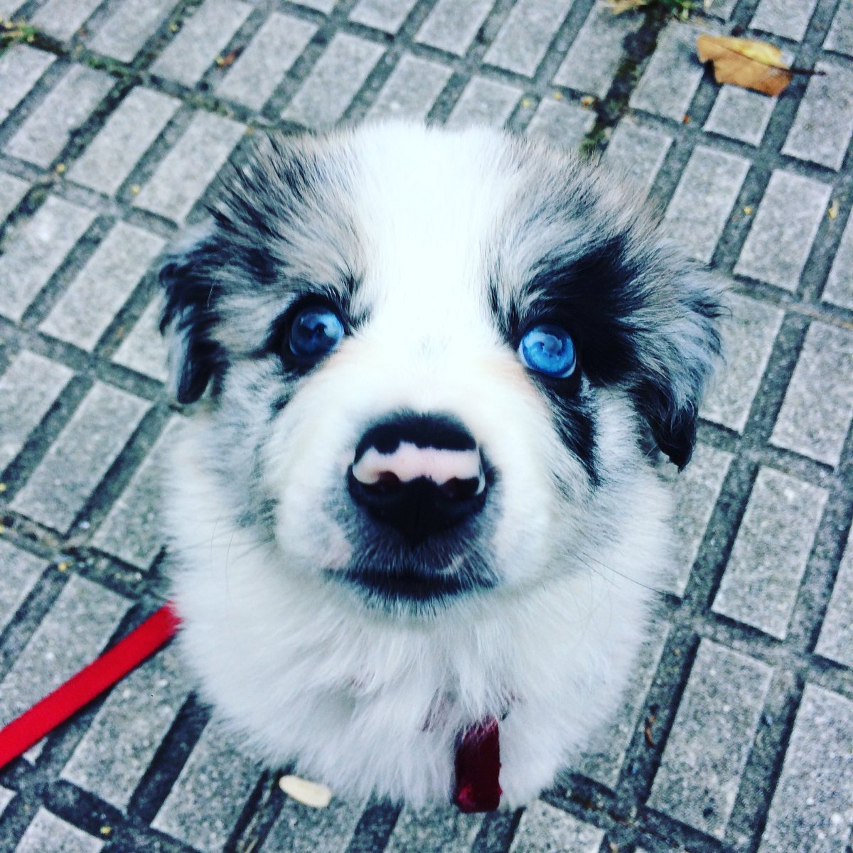 Alvaro foz tweet media