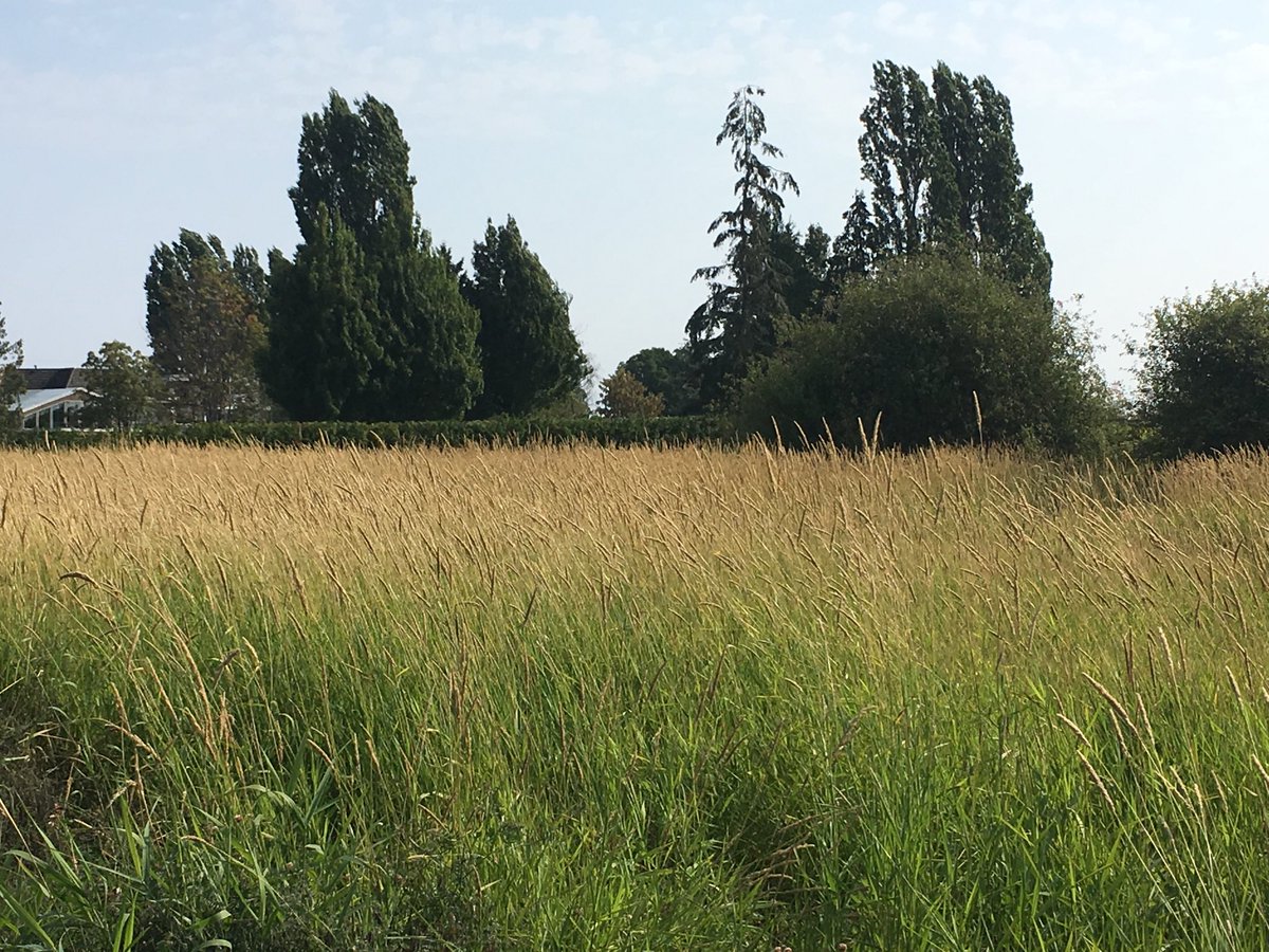 tnnatureschool's tweet photo. Couldn’t be a better place for hide n’ seek! #naturalplayspaces #outdoor learning @Roomtoplay https://t.co/ckOuVMdvqb