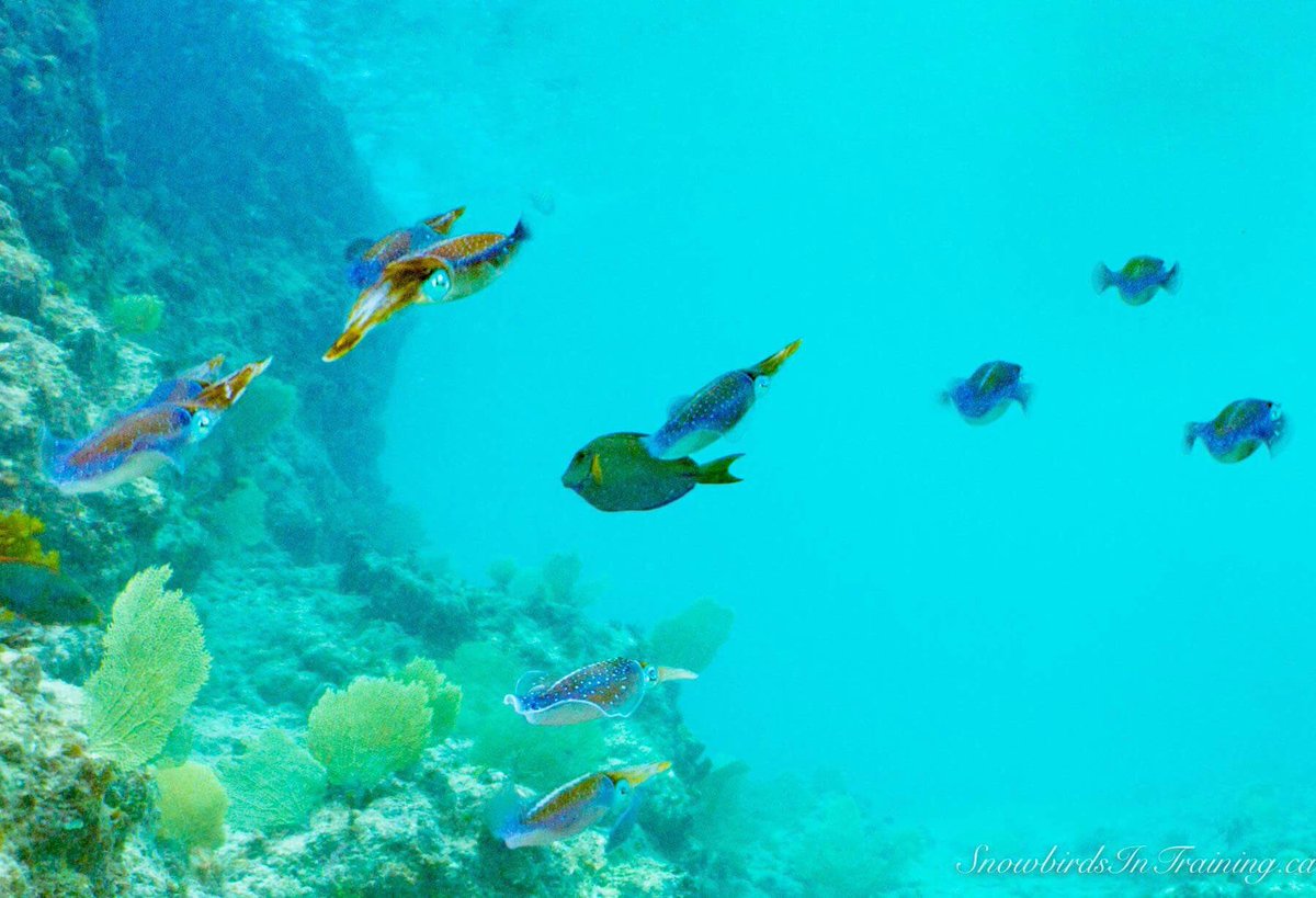 AlbertaSnowbird's tweet photo. The local residents here in the #CaymanIslands #GrandCayman #SunsetDivers #reefSquid #ScubaDiver https://t.co/dCReseXZEH