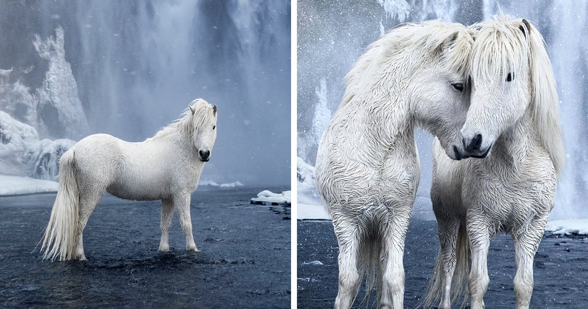 pixbufhq's tweet photo. Fairytale-Like Pictures Of Horses Living In Extreme Iceland Conditions https://t.co/wTmzW32jNh https://t.co/G2SqEl4MJB