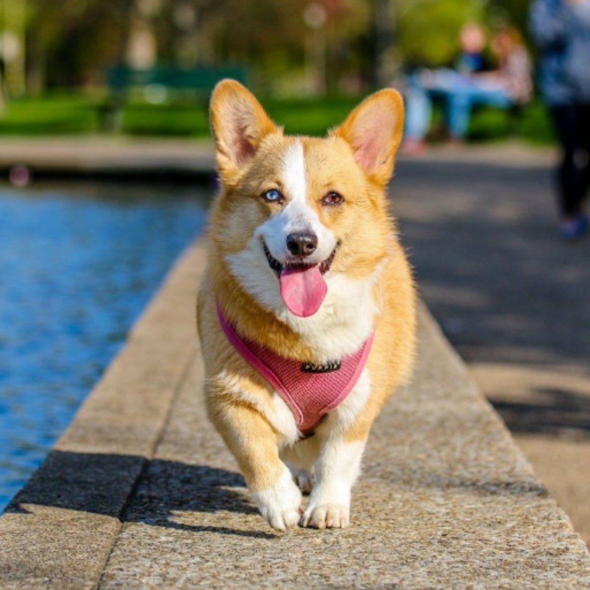 Lazy Creek Pet Food tweet media