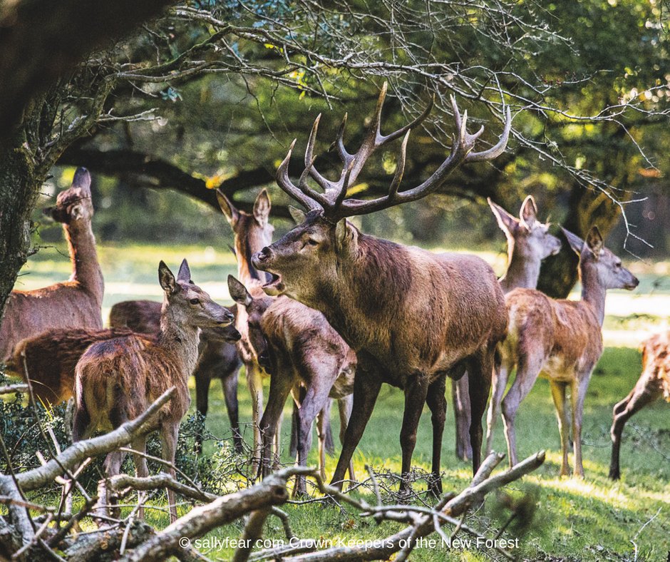 Hi <a href="/C4Press/">Channel 4 Press</a> saw your wonderful programme A Year in the New Forest at the weekend. Giant - the red stag - is featured in my book Crown Keepers of the New Forest - happy to do a competition and give a book away? sallyfear.com