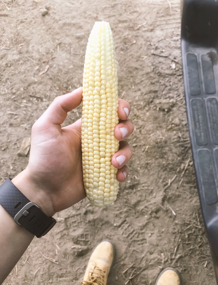 Did some signing today with <a href="/countyboy89/">greg elliott</a> up in Prince Edward County. Excellent maturity on A6757 G8. Great hybrid @PRIDESEEDS 👍🏼