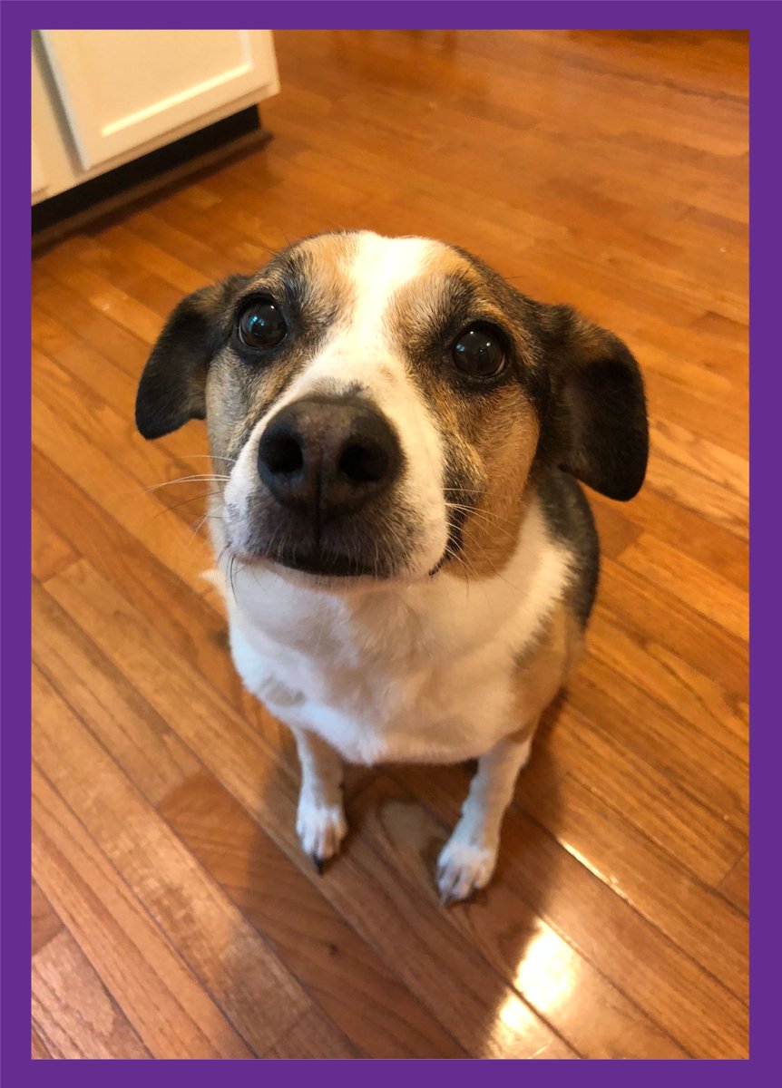 TeleworkFinders's tweet image. Announcing our Dog Days of Summer Sale! THIS WEEKEND ONLY, all of our job lead packages will be 25% off! No code needed; just visit our website August 3-5 and claim this amazing deal!

(Dog not included.) 

teleworkfinders.com/pricing-option…

#wahlife #WorkFromHome #wahm #Telecommuting