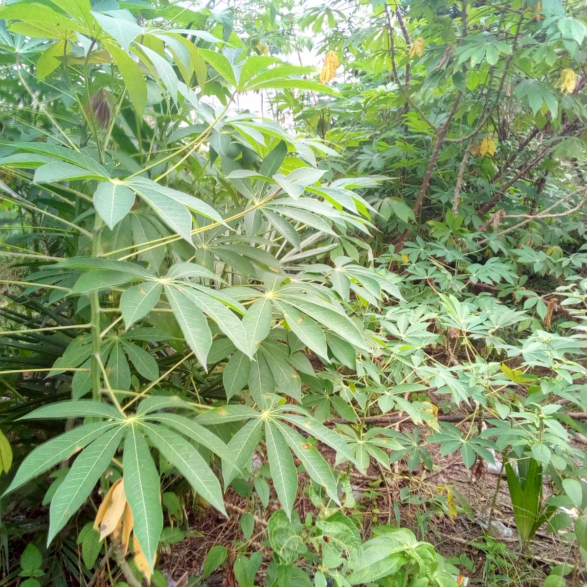 AgroMenia's tweet photo. We've commence the processing of our Hectares of cassava farm, you can now place your order for 626 fufu for your events and enjoyment! Free delivery within Lagos Nigeria! #agricultura #startup #Food #foodsecurity #FaOI #Entrepreneur @AgroMenia https://t.co/gELn3T5dpk