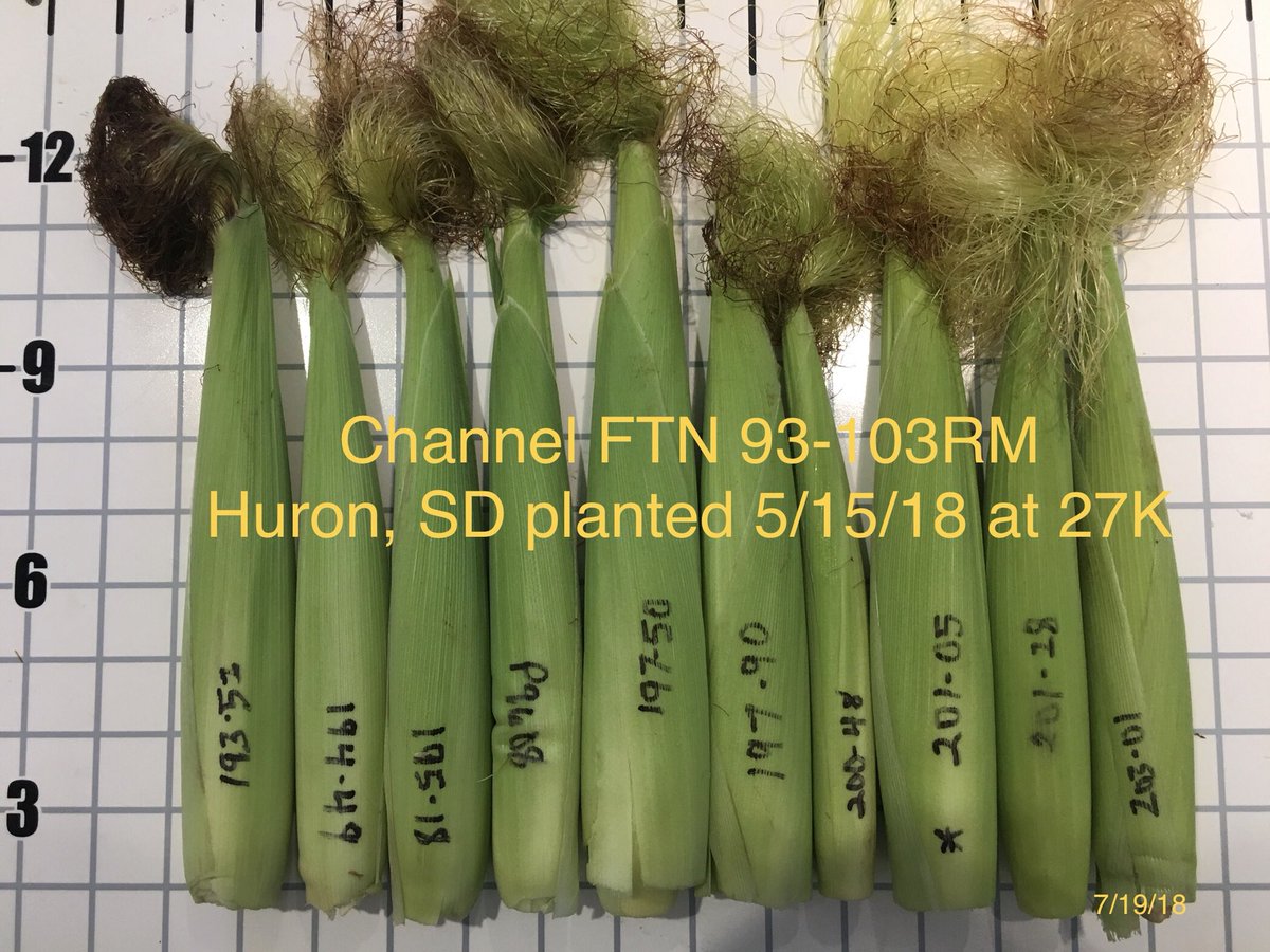Channel_SD's tweet photo. Channel Spacial FTN Trial near Huron, SD pollination near complete. Newer genetics showing promise with 194-49DGVT2P & 201-28VT2P both 20 row ears. Again CFV showing product differences. @ChannelSeed @brock_h21 @ImSoyCornfused #Grow18 #ChannelYields https://t.co/kZPJAx0D2o