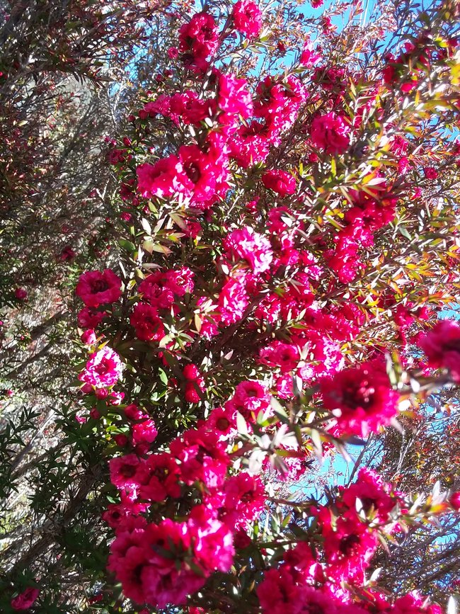 UCMasterGarden's tweet photo. UCCE Master Gardeners of San Luis Obispo County are DIGGIN' Tea Trees in SLO
https://t.co/SSAU5BXW0Z #teatrees #SLO https://t.co/igvStN7BIA