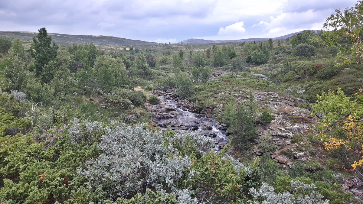 markodekogel's tweet photo. Today we walked one of the most beautiful parts of @stolavsleden between Dovre and Fokstugu #stolavsleden #dovrefjell #norway #pilgrimspath @visitnorway https://t.co/AlWDZlV2X0 https://t.co/DnV1WhSKLP