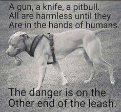 pitbullsad's tweet image. 