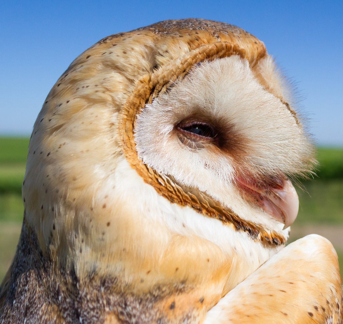 Ryan Bourbour tweet media