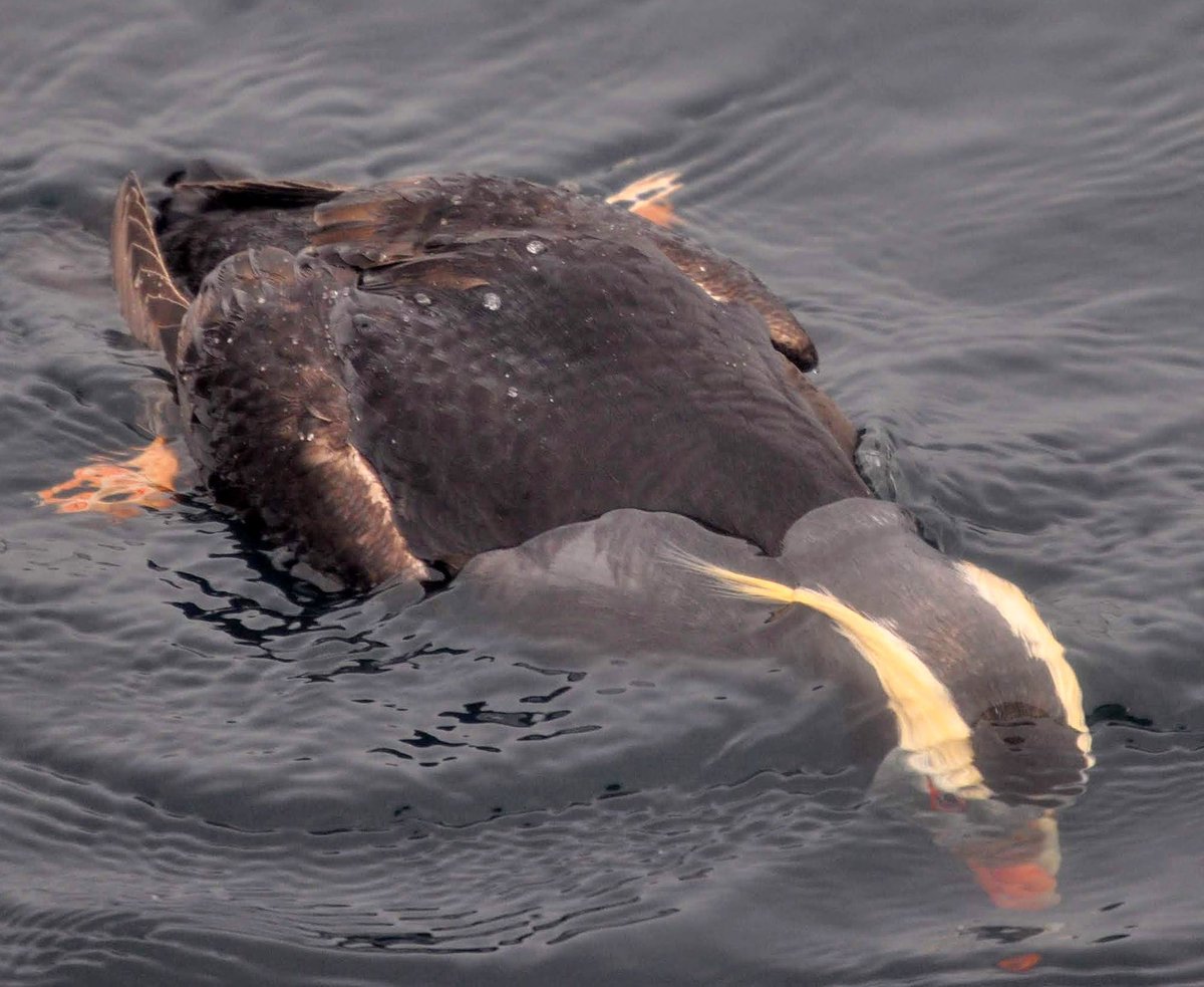 Tufted Puffin 07/29/2018 #SFWhaleTours #BirdWatching #WhaleWatching #GetOnTheBoat #getintoyoursanctuary