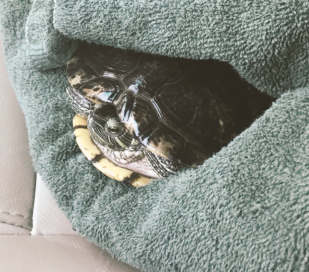 MerricRentzel's tweet photo. Big Mike has made the journey back to @LHSKillough . We are ready for the 2018-19 school year! #TodayatLHSK #TurtleTuesday https://t.co/xLF0fDcMfE