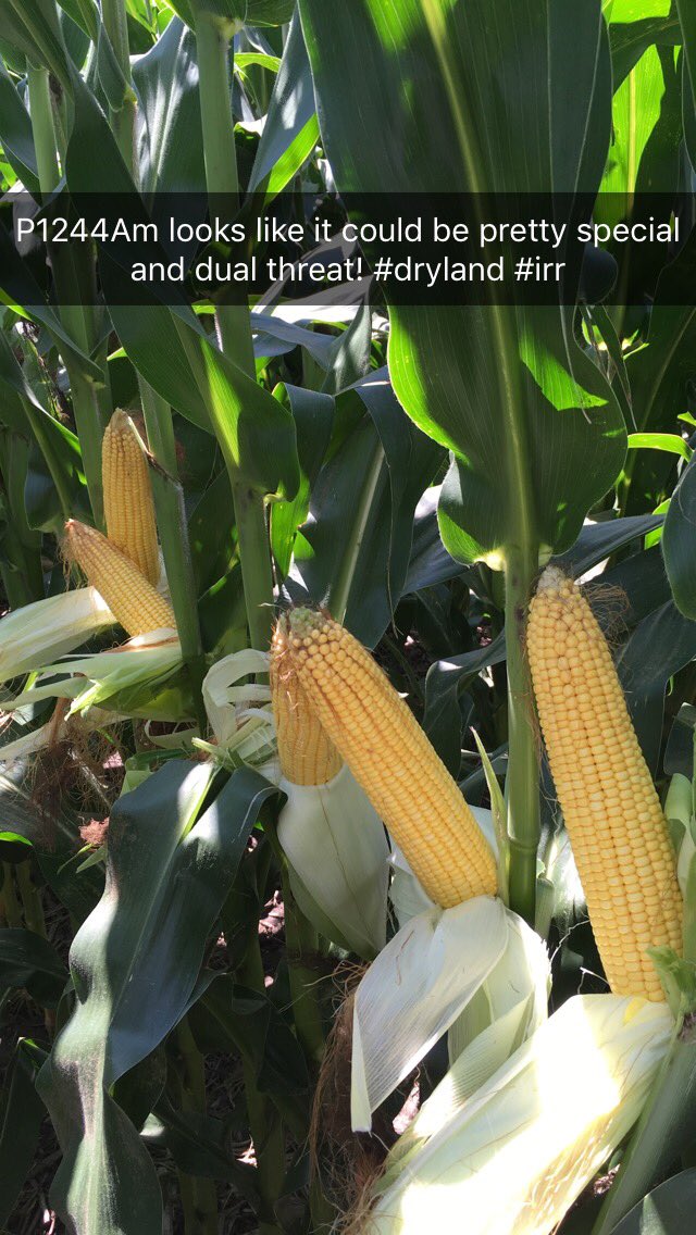 jromshek's tweet photo. Dry land near David City! #butlerco #yieldhero ๐@PioneerNebr https://t.co/CeEQTslHXk