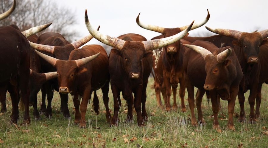 afriexpl's tweet image. Explore Africa’s Livestock and Fishery sector:

Enquiries/Contact: 
You could leave a message here OR SEND US A MAIL ON; exploreafricainvestments@gmail.com
OR CALL US ON: +234-814-962-3647