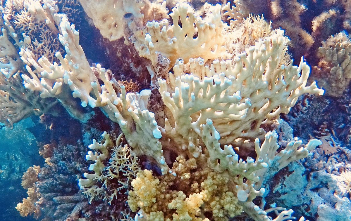 #Day2 in #MarsaAlam 🇪🇬
Oggi giornata dedicata allo #snorkelling per vedere la bellissima barriera corallina 🏊‍♂️🐠🐟
#veratour #egitto #egypt