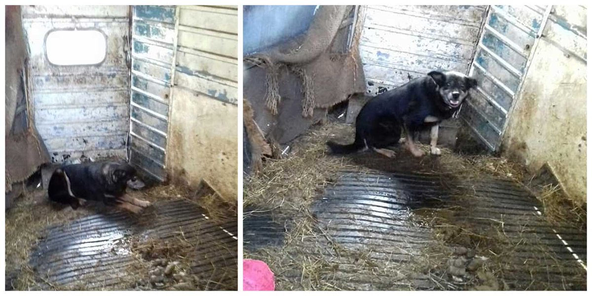 #JusticeforJessie #Bagillt blog post on allegations of severe animal cruelty on a Welsh smallholding affecting sheep, goats, pigs, dogs, cats, rabbits and horses. A poorly dog has apparently been killed with a hammer to avoid prosecution for neglect wp.me/pa1iGc-9s