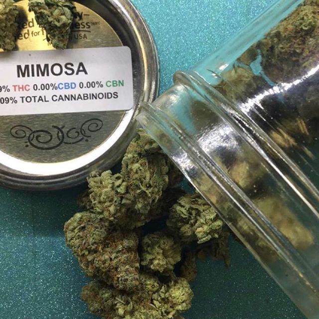 LoveandFaith420's tweet photo. Top shelf Sativa Hybrid, MIMOSA 🍊🤤 tomorrow is 5 gram eighth day, so do yourself a favor and come get your meds here at Love and Faith! 😍 #5grams #deals #weed #mimosa #sativadominant https://t.co/V1YvAoRrcQ