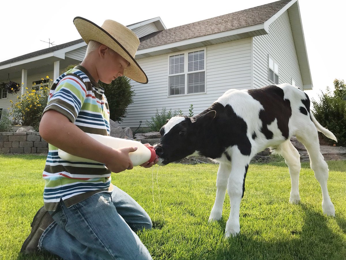 That special connection between a boy and his favorite calf. #UndeniablyDairy #Farm365 #AgProud #DairyWest