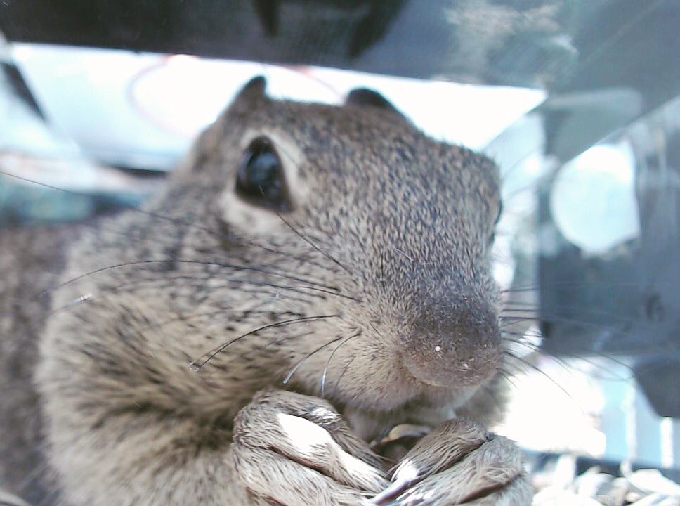 ARsquirrelgazer's tweet photo. Squirrel selfie of the day! 🐿😍Body heat sensing cameras set in our automatic feeder provide access to amazing squirrel close ups! Today's winner is a California ground squirrel! #squirrelselfie #squirrelgazer #squirrelsofinstagram #squirrel #selfie #wildlife https://t.co/f21GcfAKnR