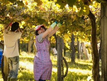 Os viños galegos aproveitan a recuperación do mercado inglés para expandirse buff.ly/2uQUDZl