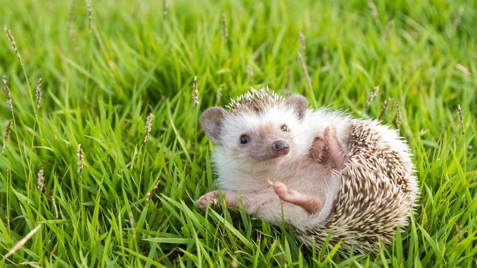 naturesfeast's tweet photo. Fun hedgehog fact time... There are somewhere between 5,000 to 7,000 spines on an average adult hedgehog (hats off to whoever counted them). Check out this little cutie 😍 https://t.co/4tvlN9yy91