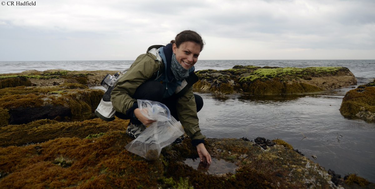 Meet Dr. Stacy Krueger-Hadfield (@quooddy), who studies the #evolution of sex in #algae and #invertebrates at @UABBiology. Check out her advice on building up a lab, teaching difficult concepts, & managing time efficiently. goo.gl/4hDrFc